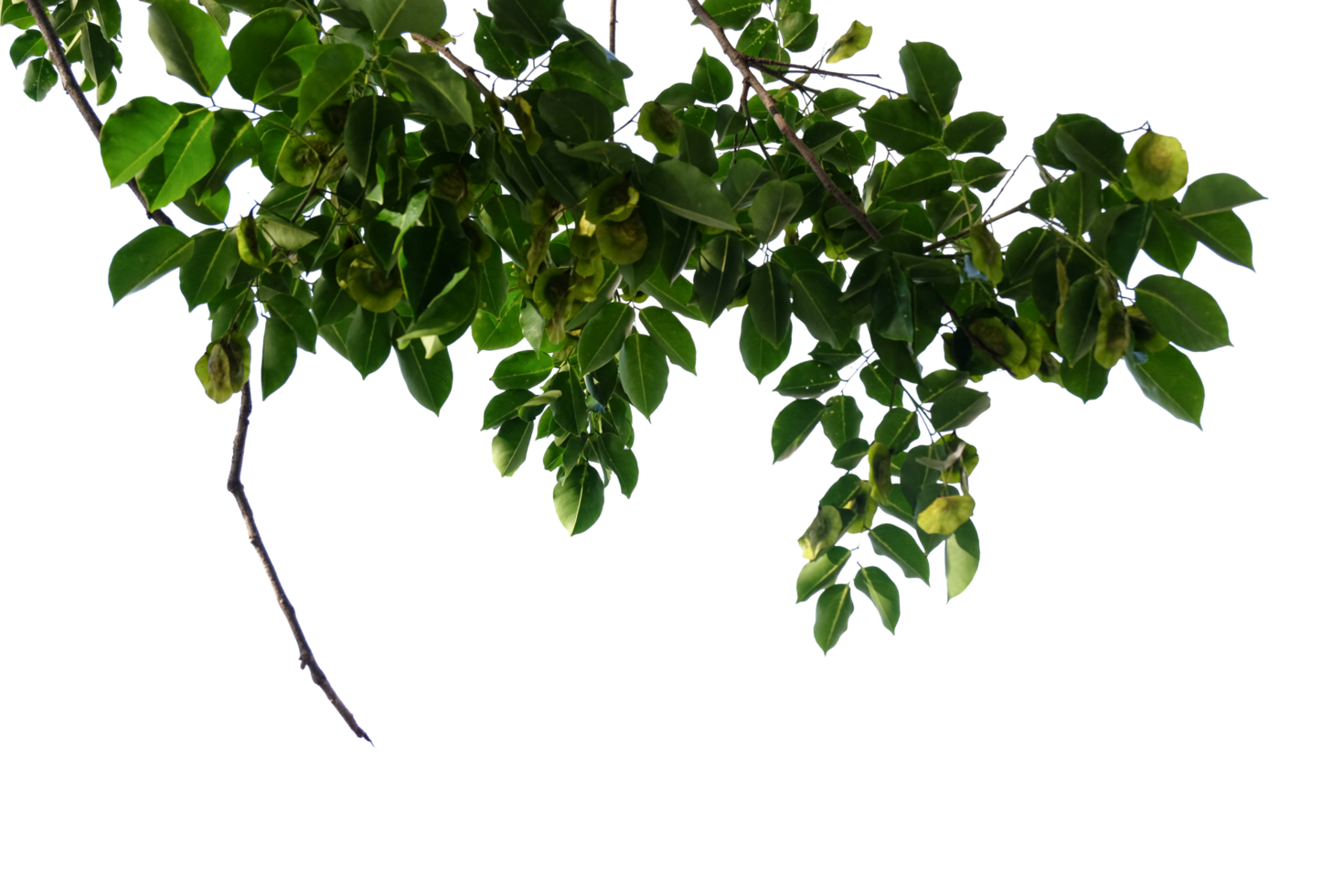 pear tree branch with green leaves isolated on no background with clipping path png