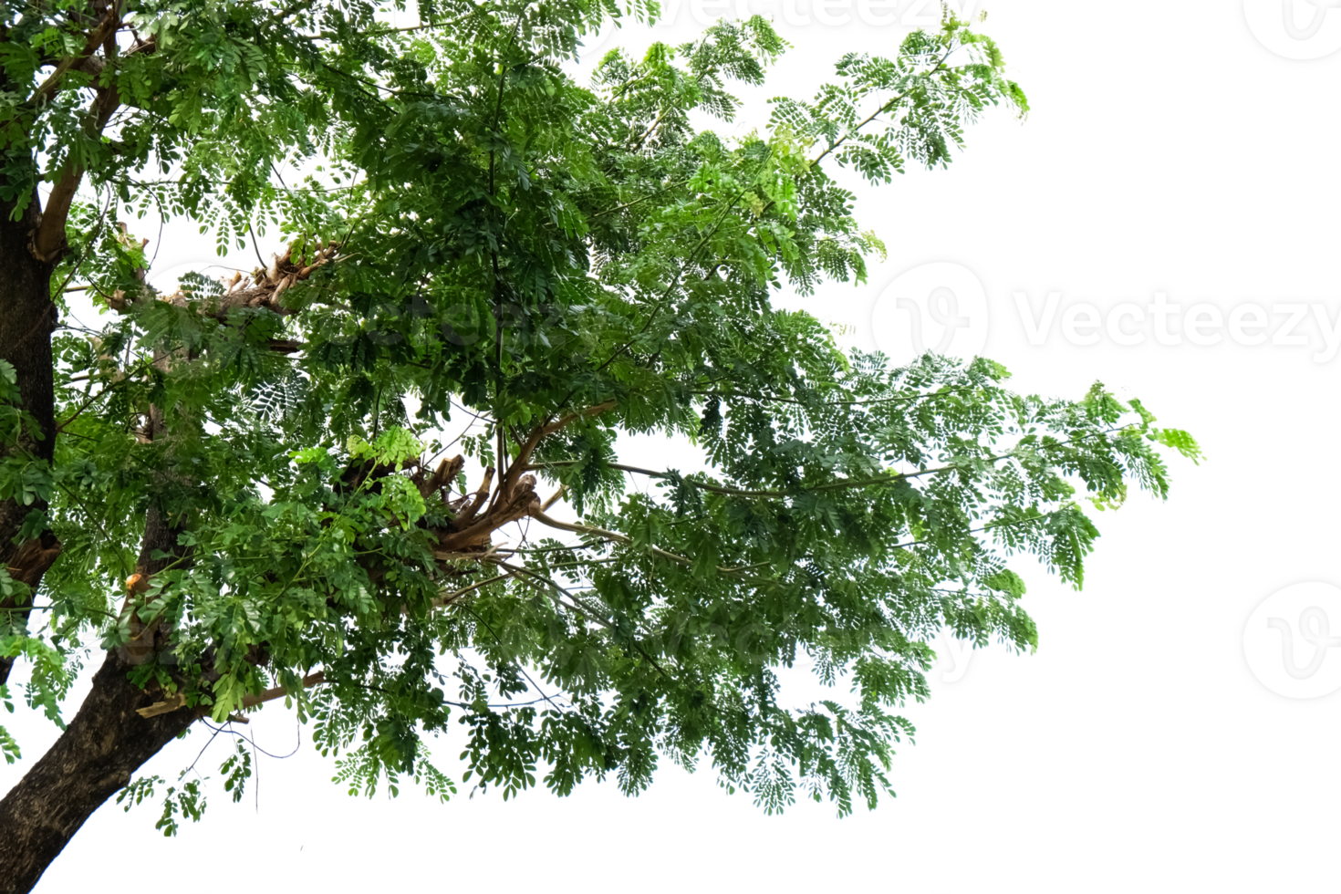 green leaves isolated on no background png