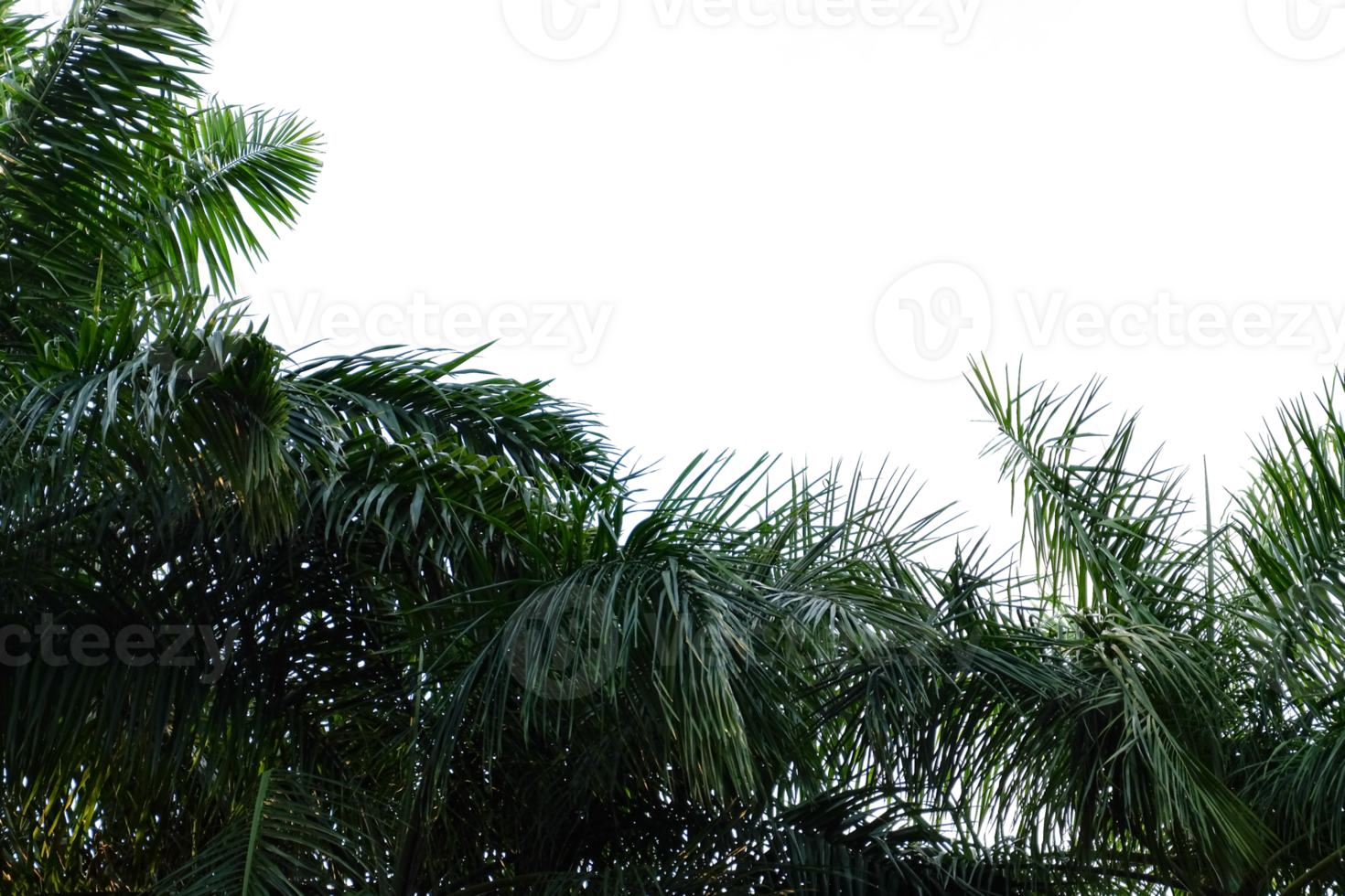 palm trees with no background png