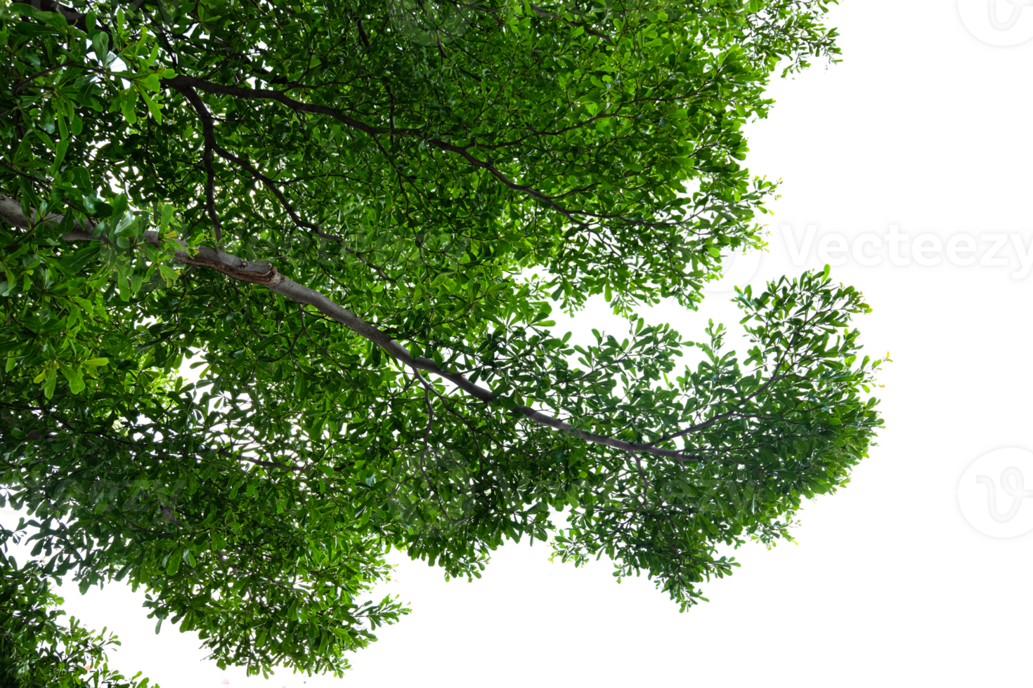 green tree branches on a transparent background png