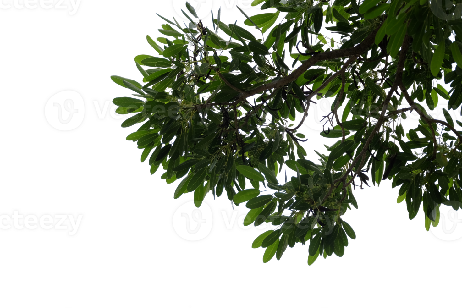 Green leaves isolated on no background, clipping path included for easy selection. png