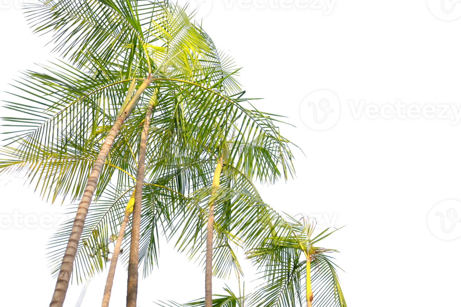 tropical palm tree on transparent background png
