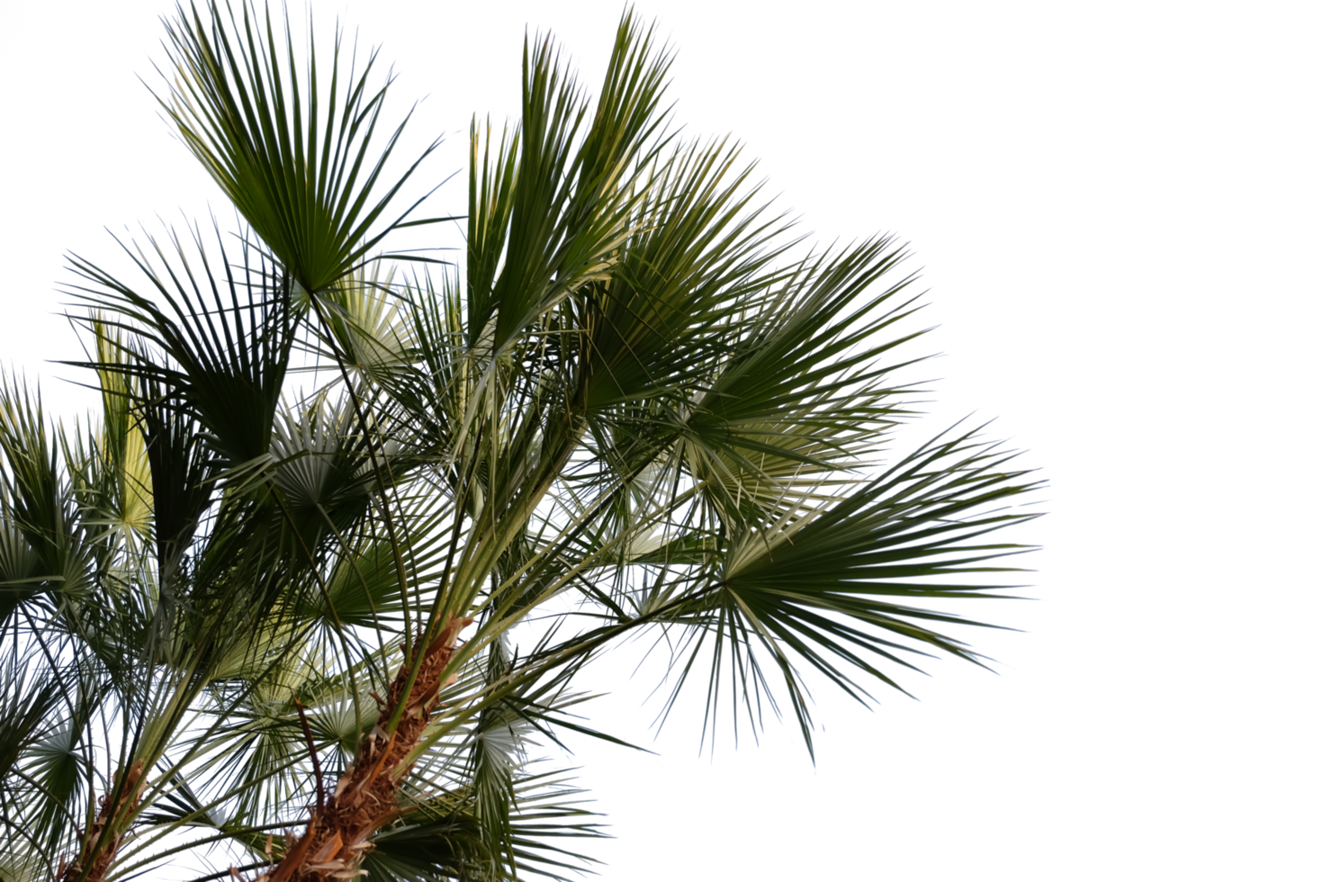 palm tree with leaves on top of it png