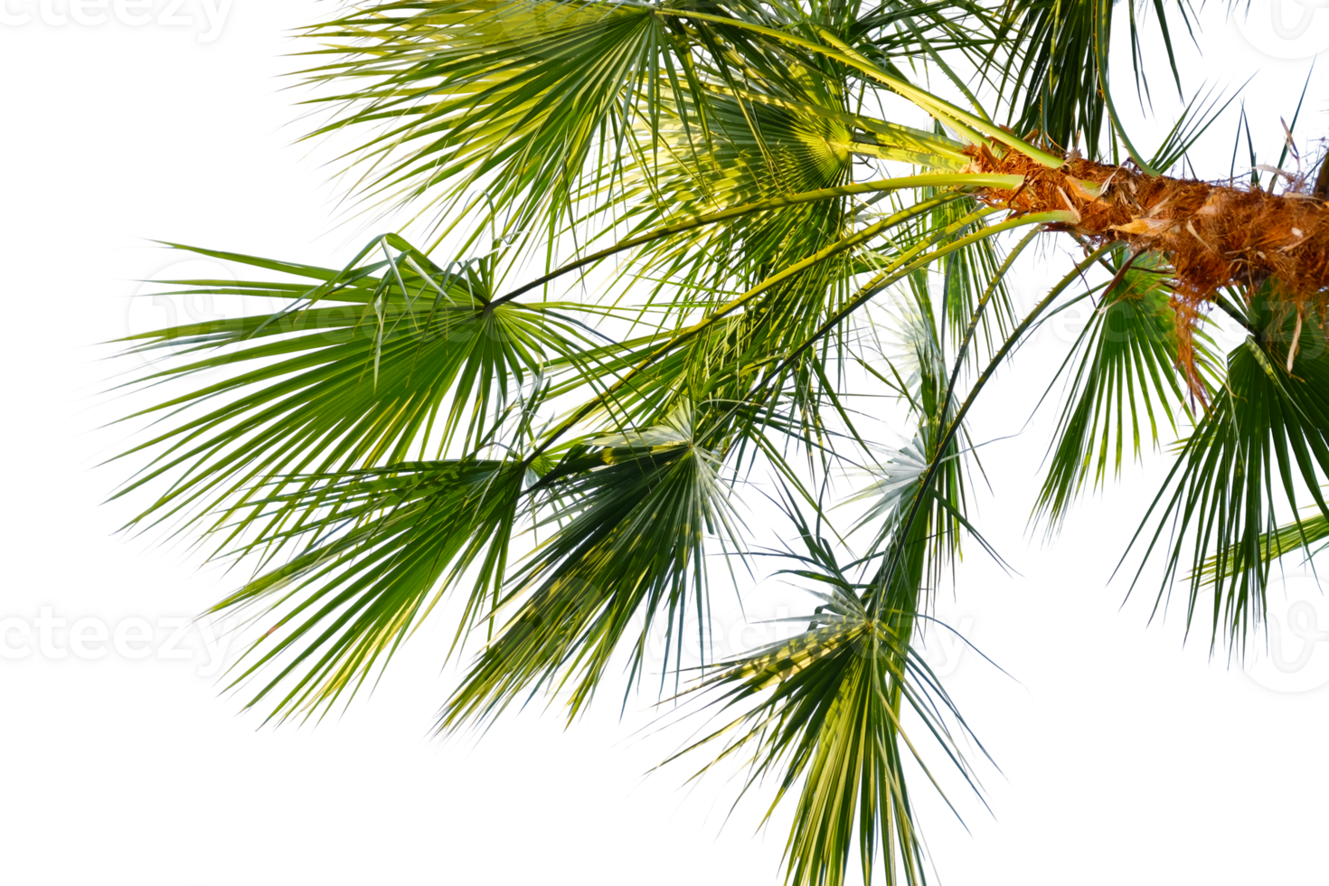 palm tree with leaves and branches on a transparent background png