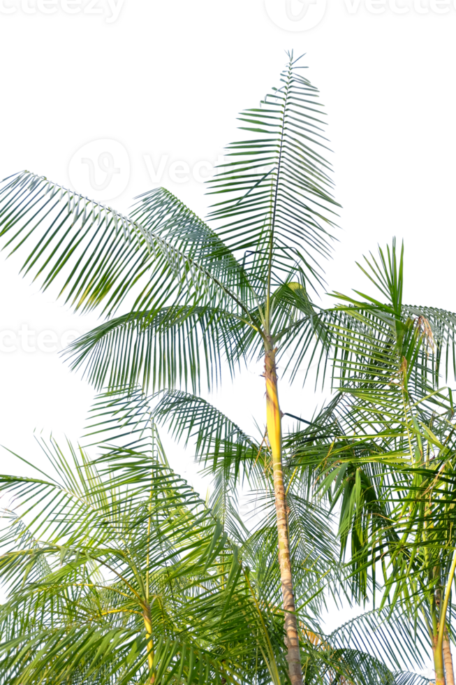 tropical palm tree with leaves and branches on a transparent background png