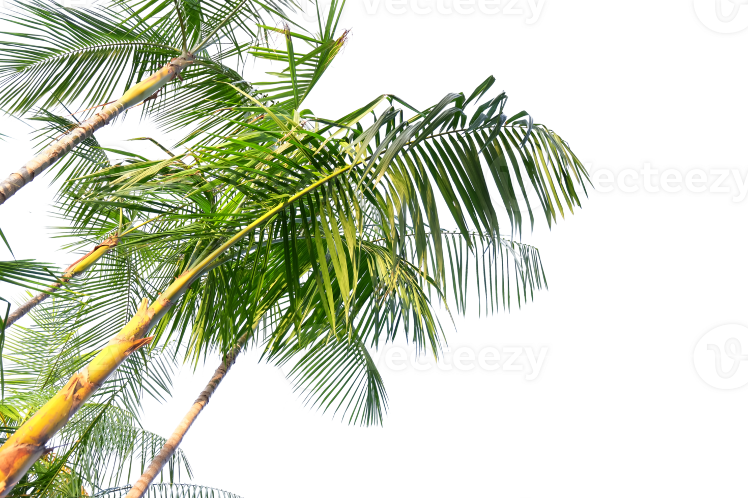 tropical palm tree with leaves and branches on a transparent background png