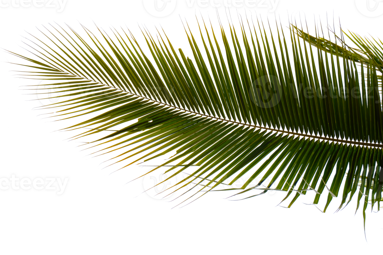 Palme Blatt auf transparent Hintergrund png