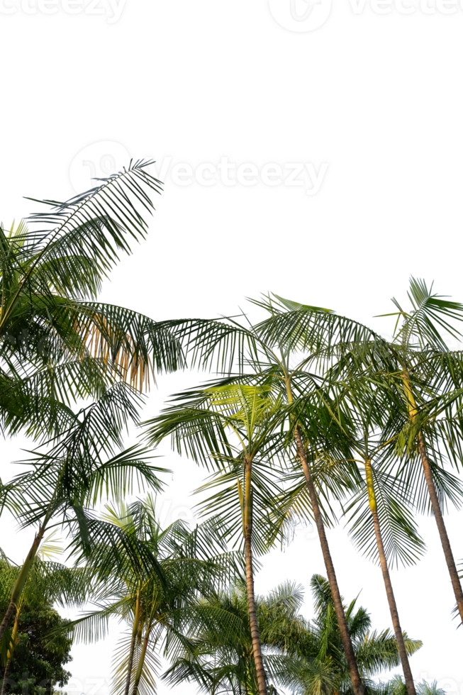 tropical palm trees on a transparent background png
