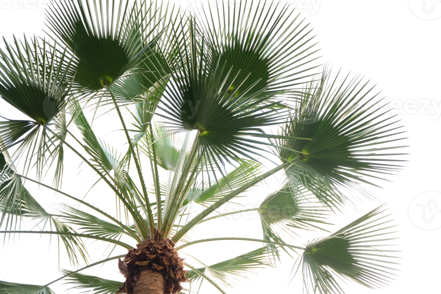 palm tree with leaves and branches on a transparent background png
