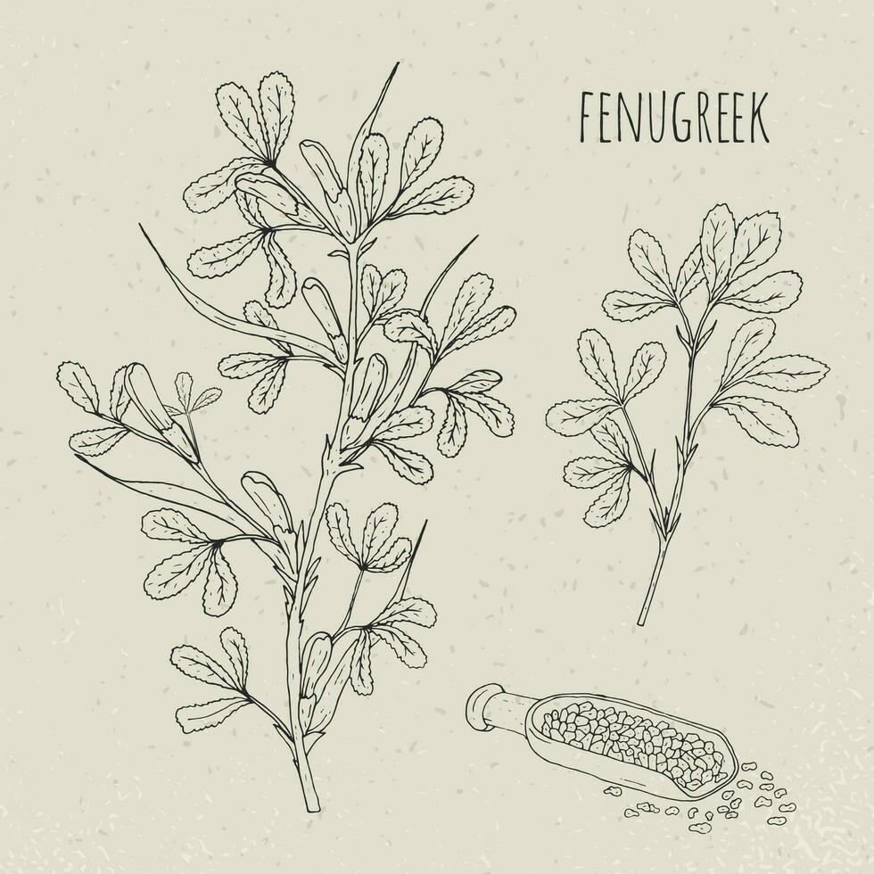 Fenugreek medical botanical isolated illustration. Plant, leaves, seeds hand drawn set. Vintage sketch. vector