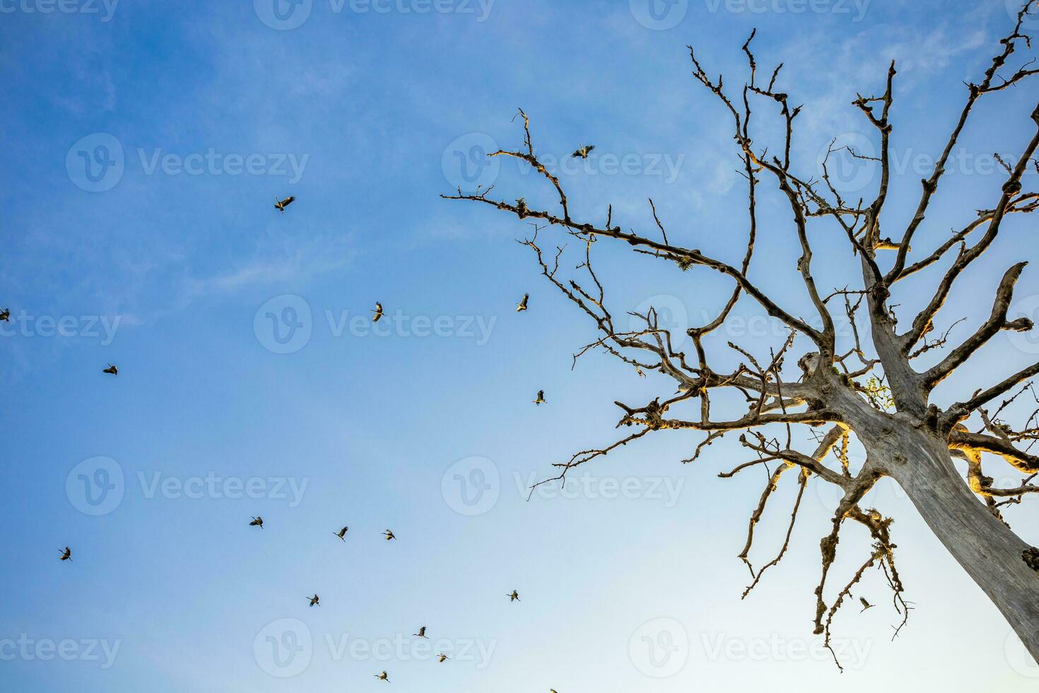 Flock of birds flying in bright blue sky and dead trees, wildlife nature concept. photo