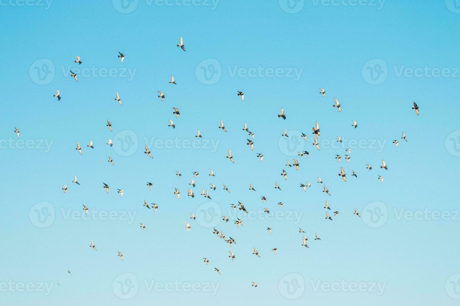 A flock of birds flying in the blue sky photo