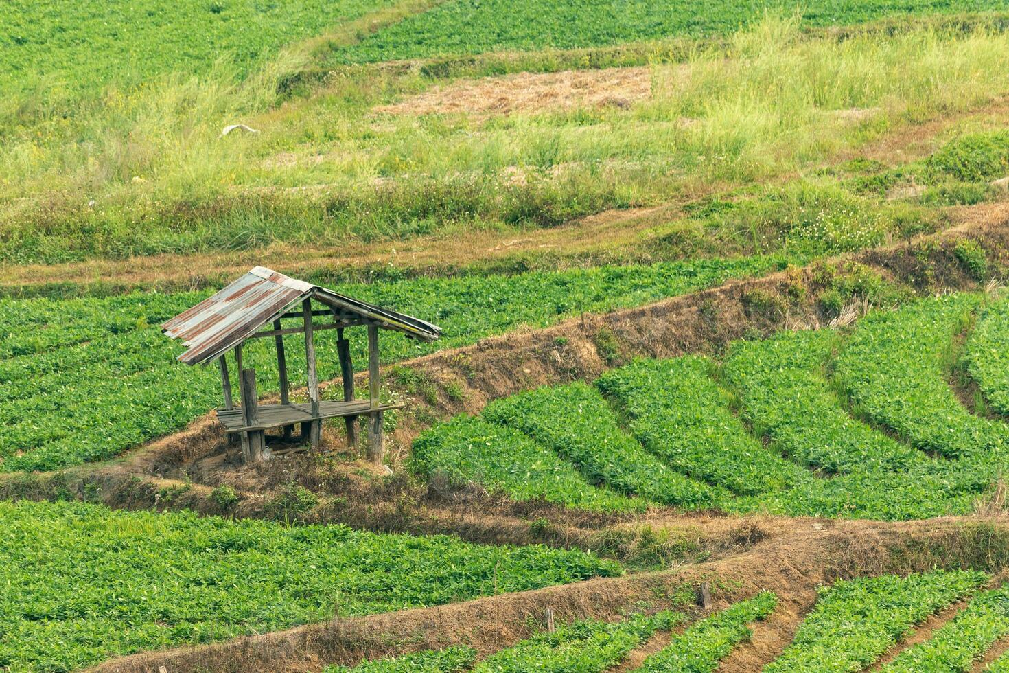 The agricultural area has green vegetation and farmer's huts. photo