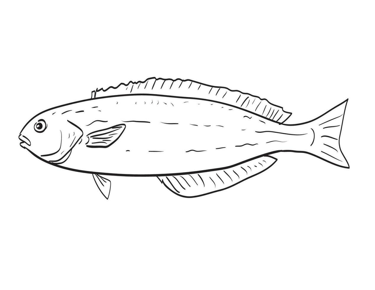 Ocean whitefish Side View Cartoon Drawing vector