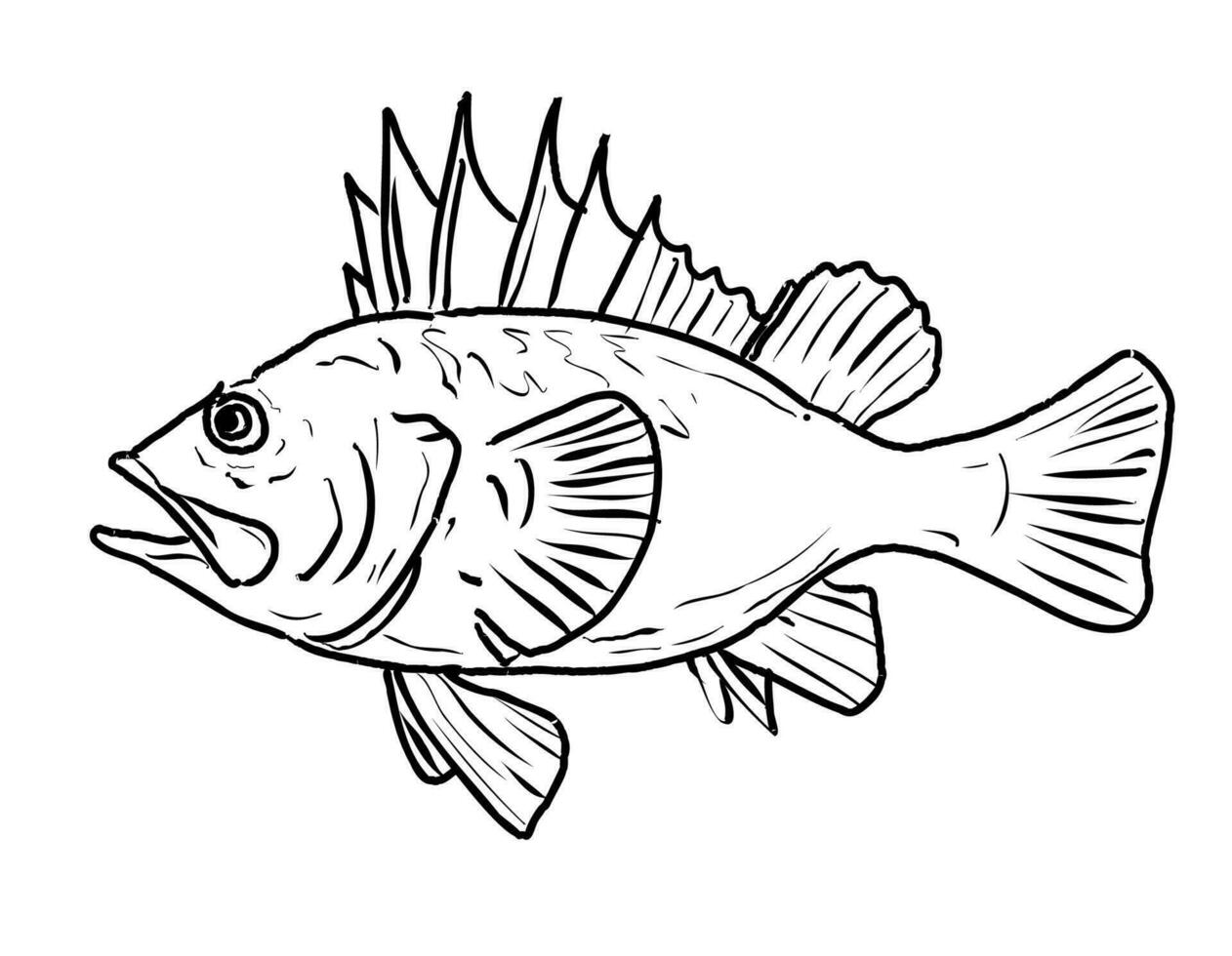 Quillback rockfish line drawing cartoon vector