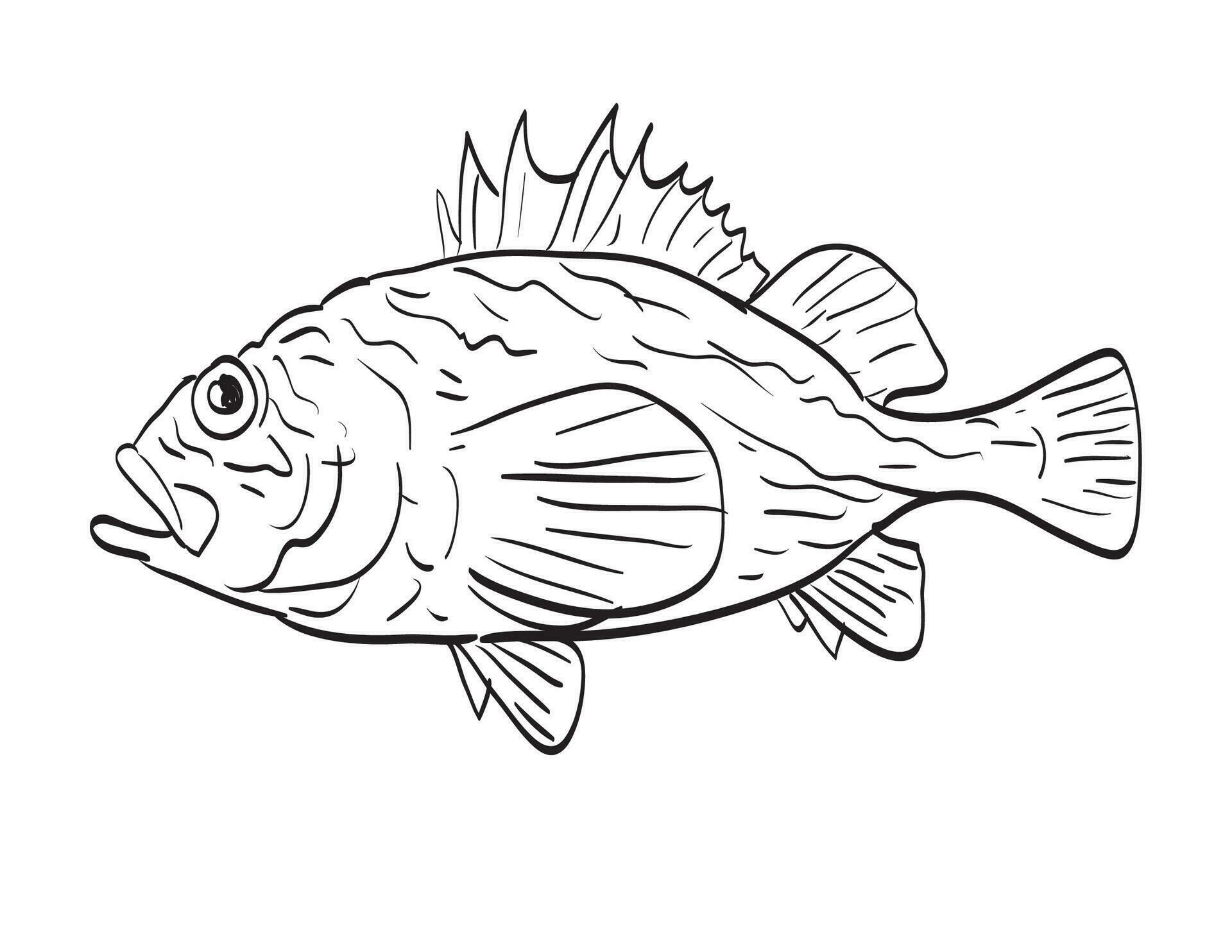 China rockfish line drawing cartoon 27194388 Vector Art at Vecteezy