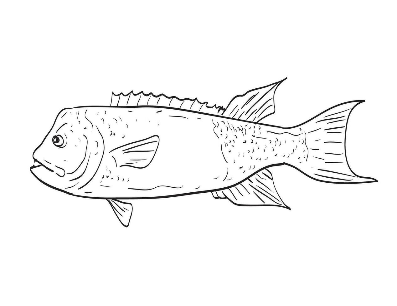 California sheephead Side View Cartoon Drawing vector