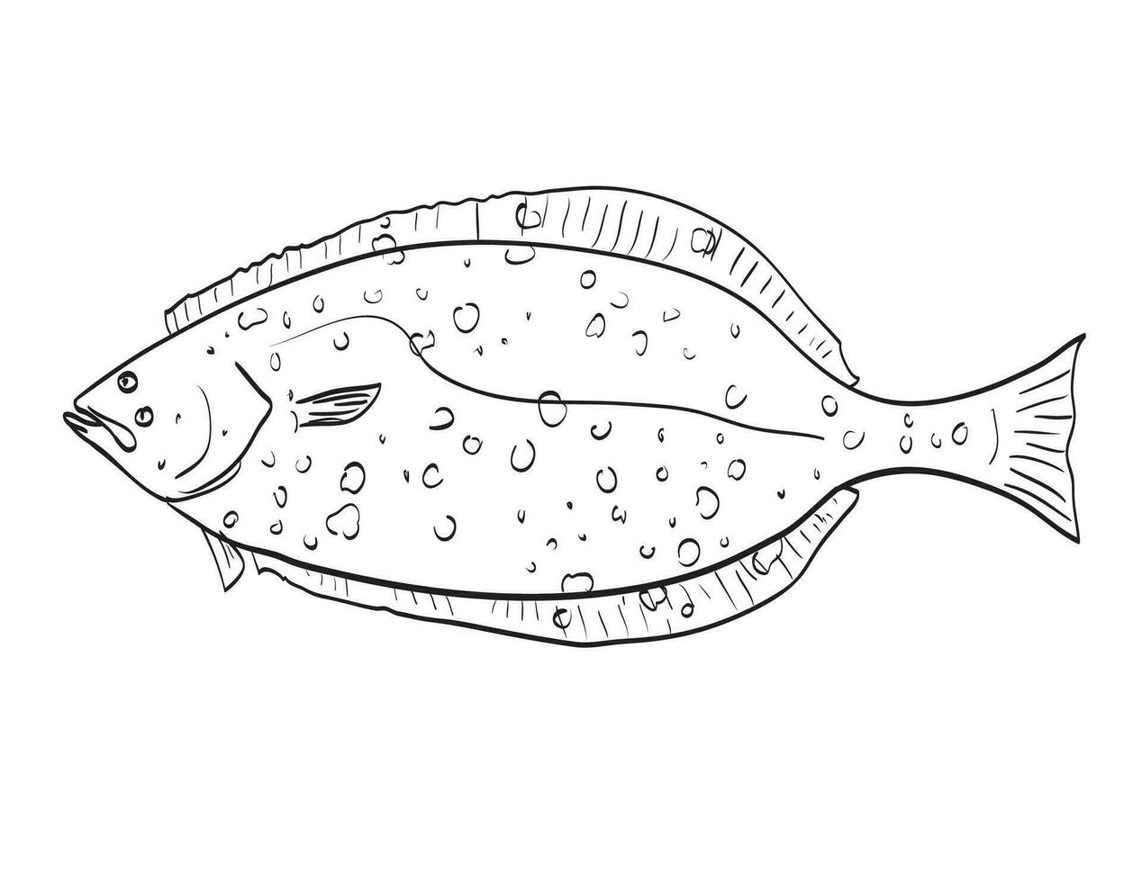 California halibut Side View Cartoon Drawing vector