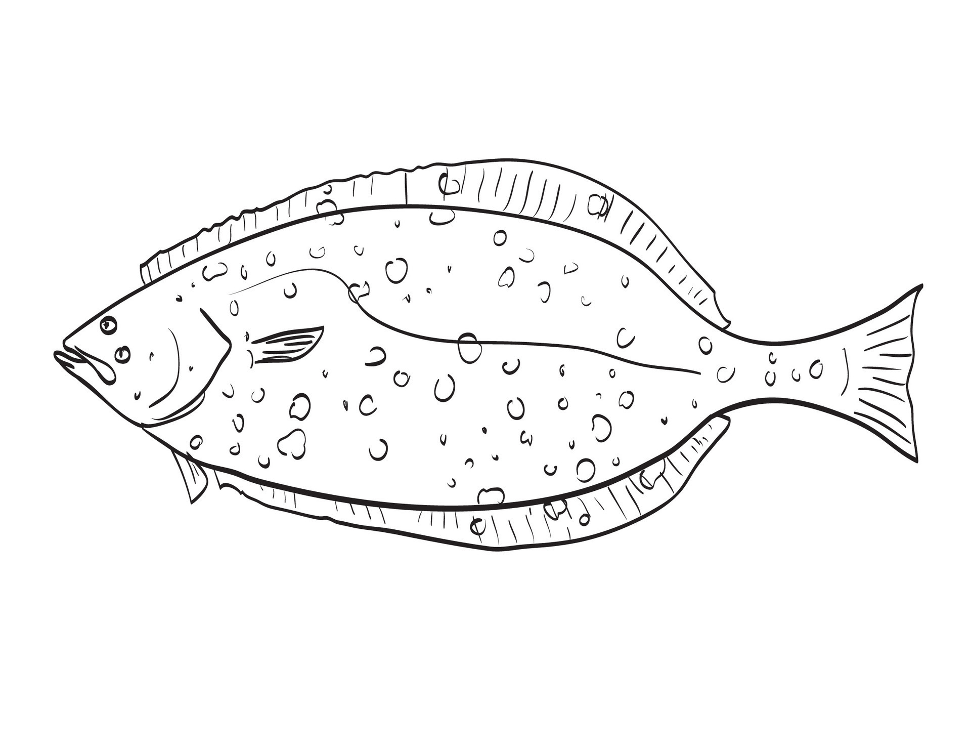 California halibut Side View Cartoon Drawing 27194396 Vector Art at