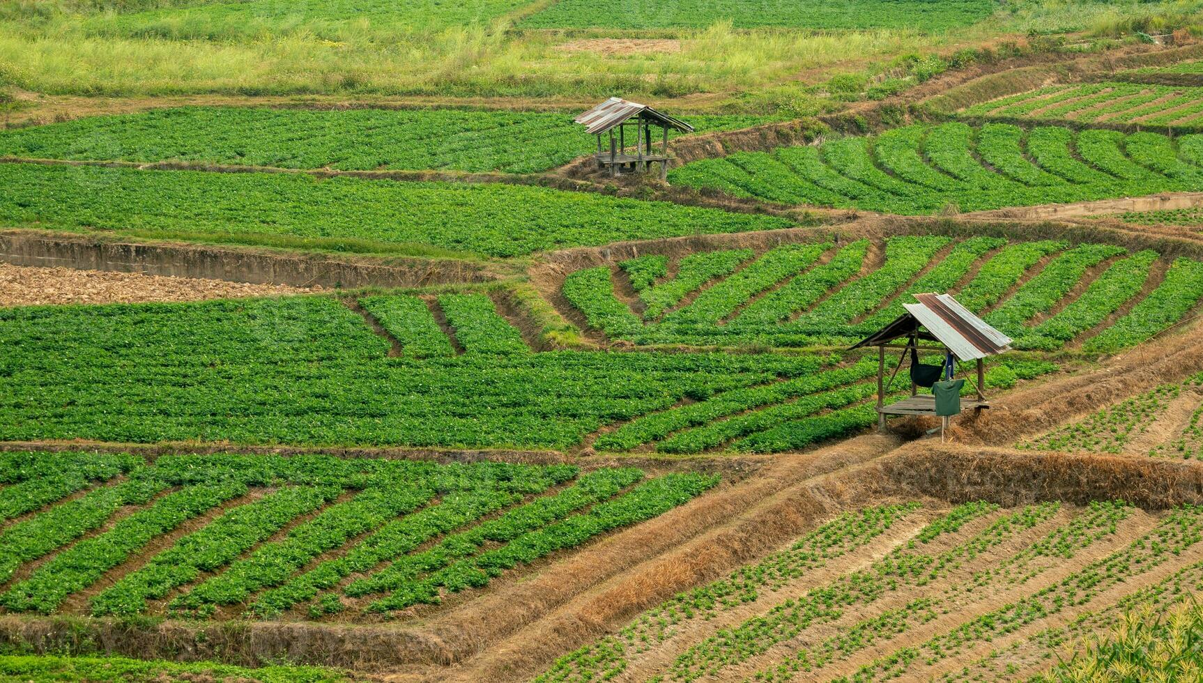 agrícola parcelas en el tierras altas y valles hermosa Fresco verde foto