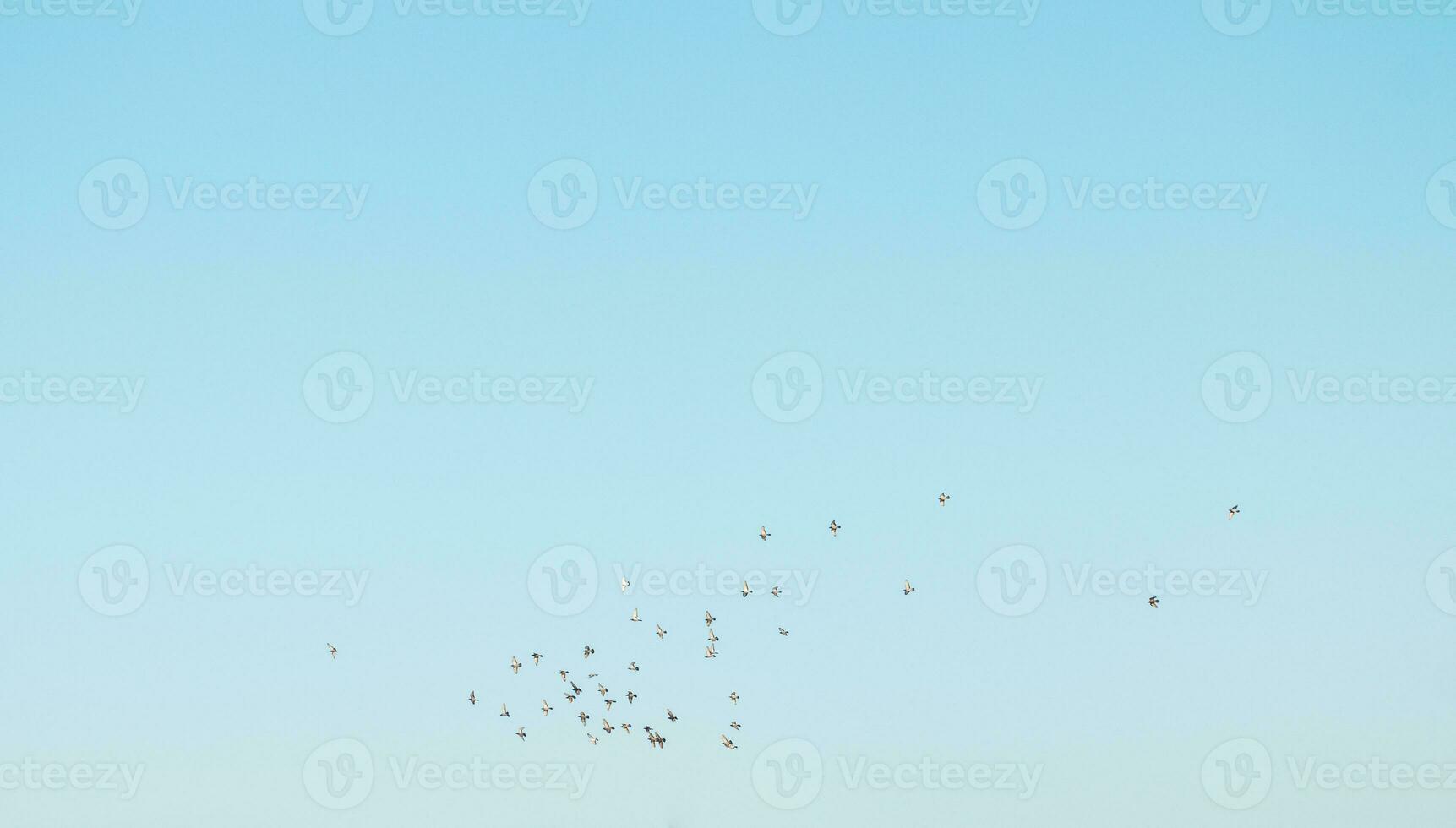 A flock of birds flying in the blue sky photo