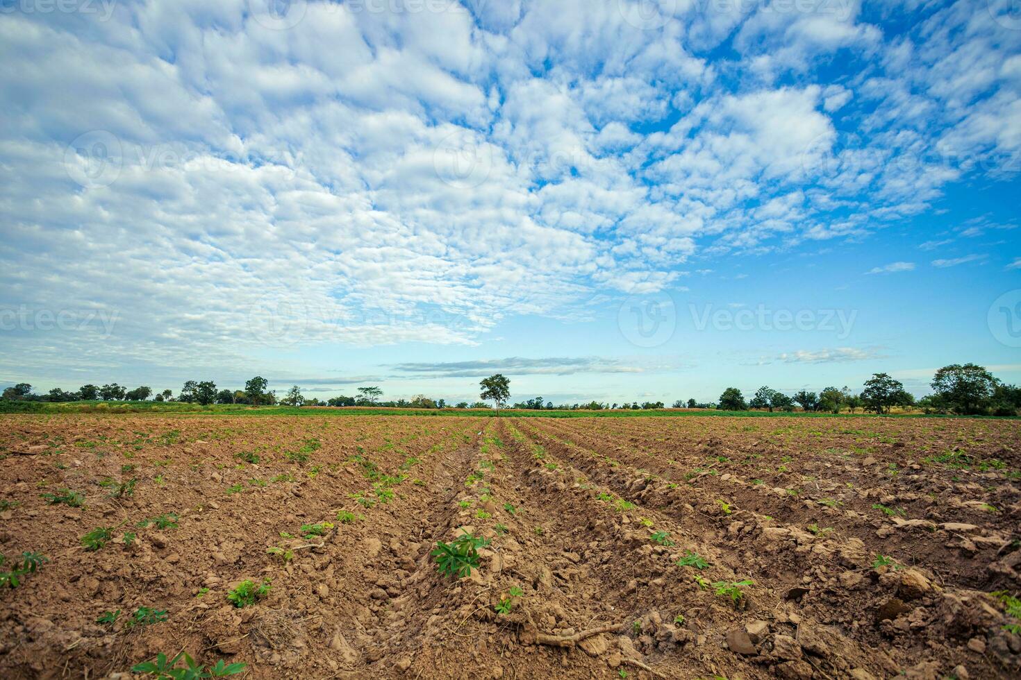 Large farmland and trees in the bright blue sky and white clouds photo
