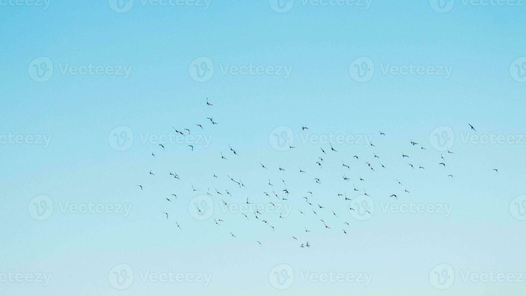 A flock of birds flying in the blue sky photo