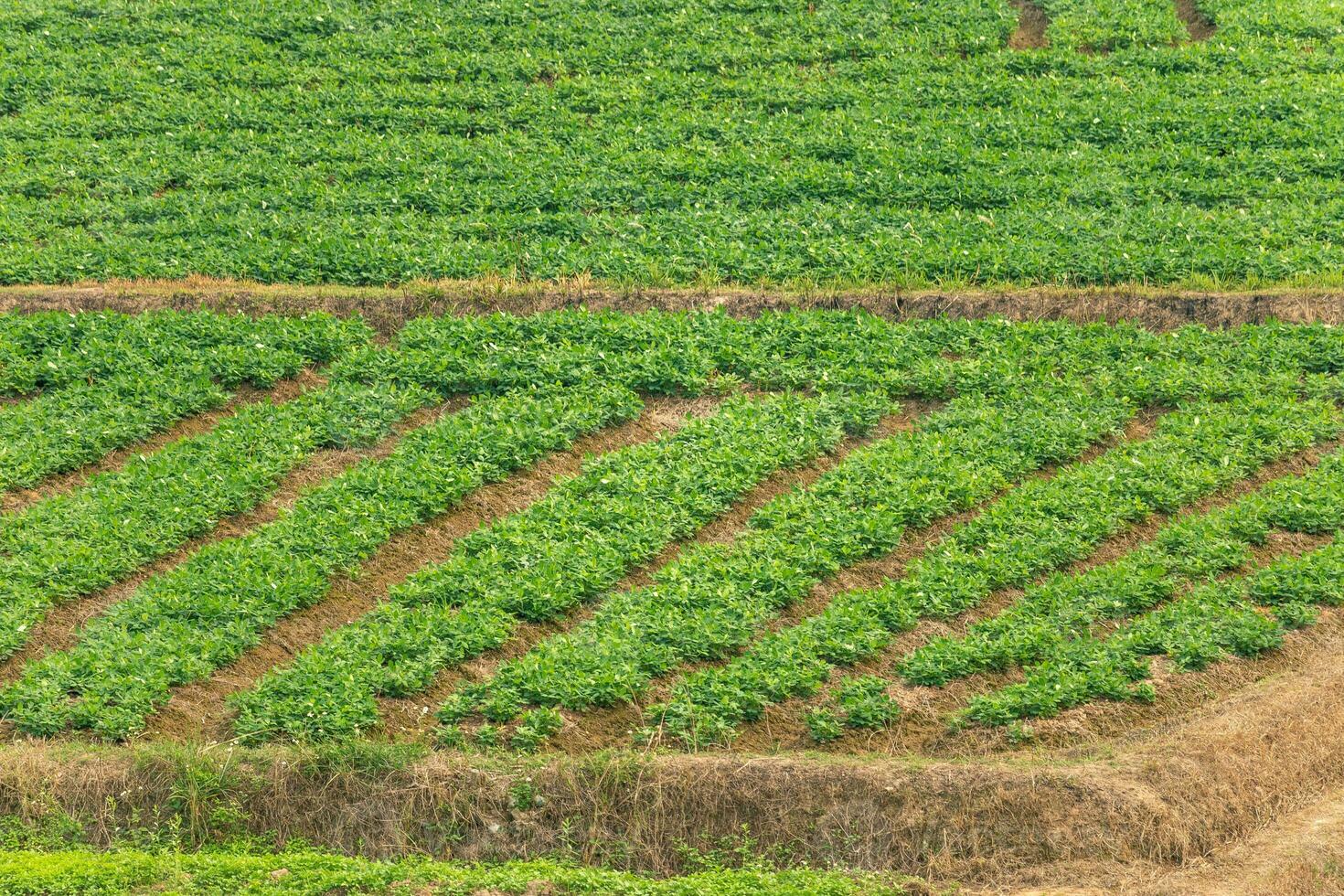 agrícola parcelas en el tierras altas y valles hermosa Fresco verde foto
