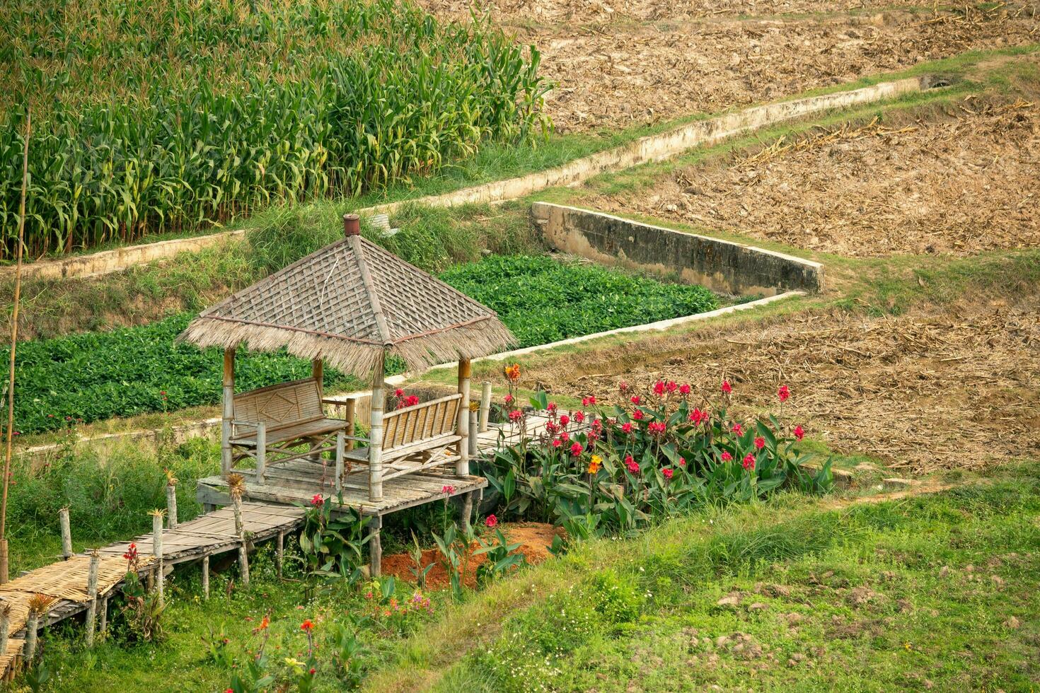 The agricultural area has green vegetation and farmer's huts. photo