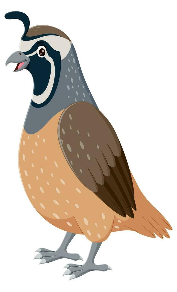 Cartoon smiling quail bird. Vector illustration