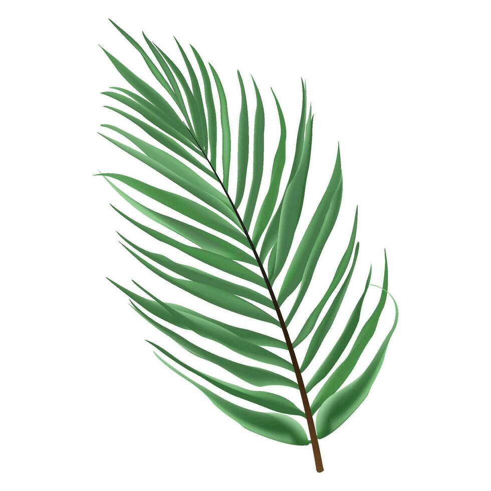 Vector tropical leaves palm branch realistic composition with isolated