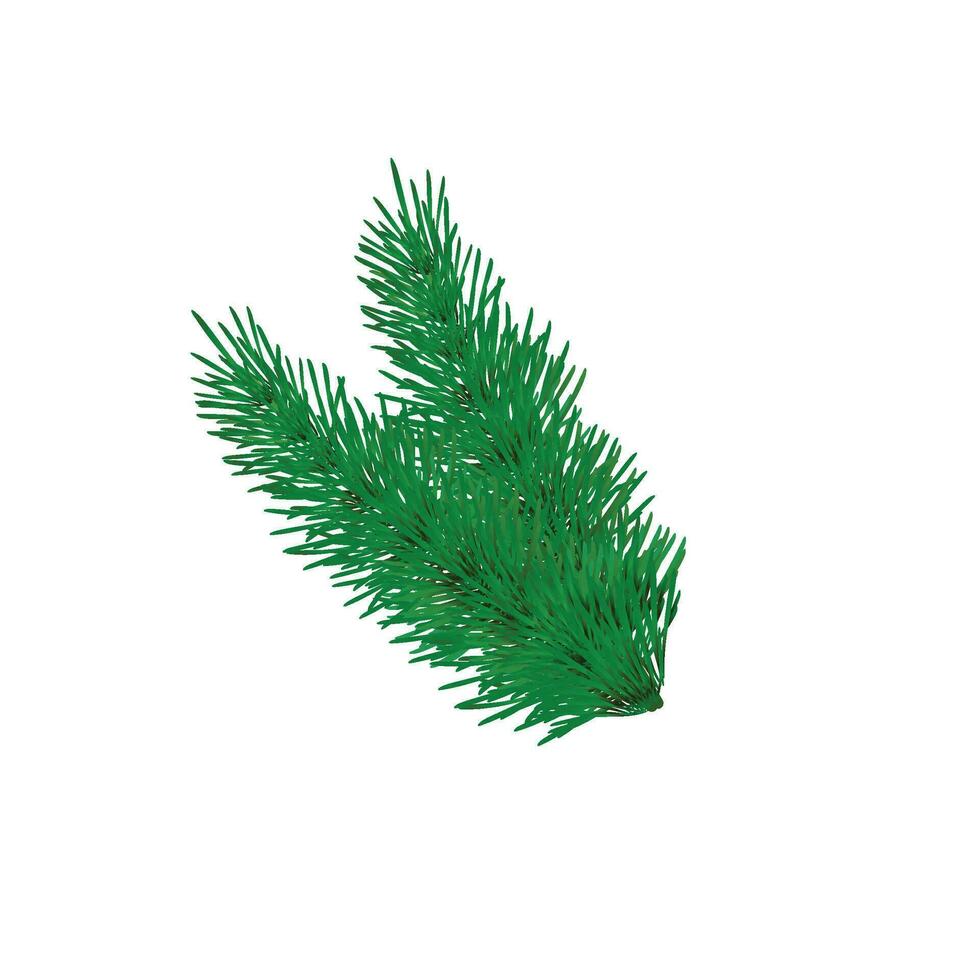 Vector fir branch christmas tree decoration, pine needles isolated