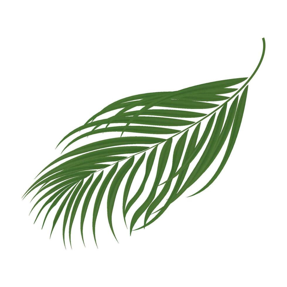 Vector palm branch, isolated