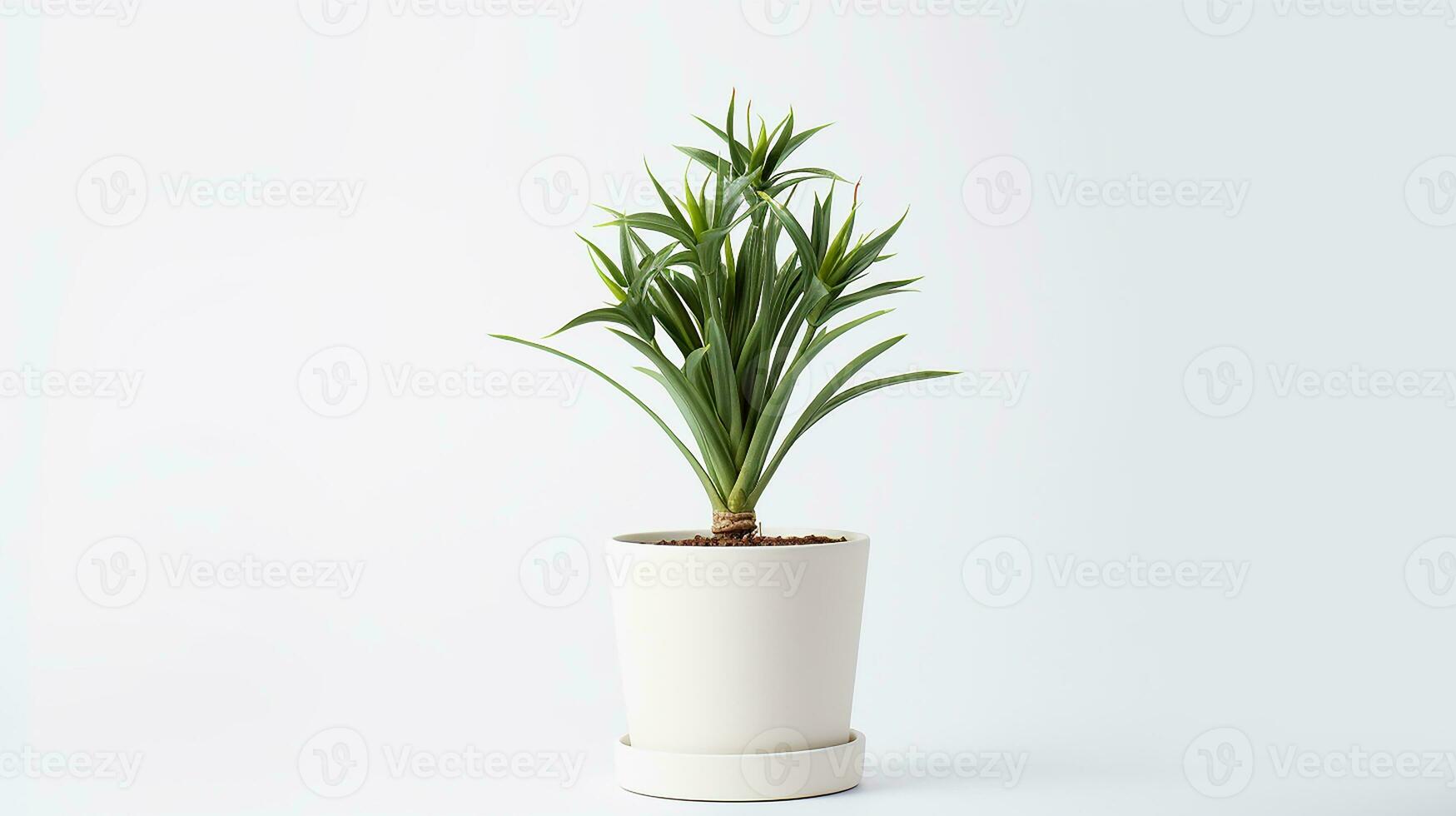 Photo of Yucca flower in pot isolated on white background. Generative AI