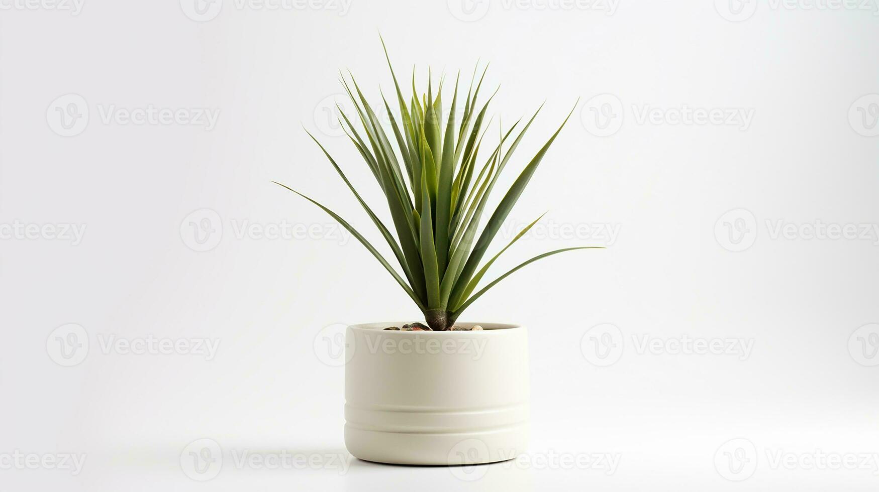 Photo of Yucca flower in pot isolated on white background. Generative AI