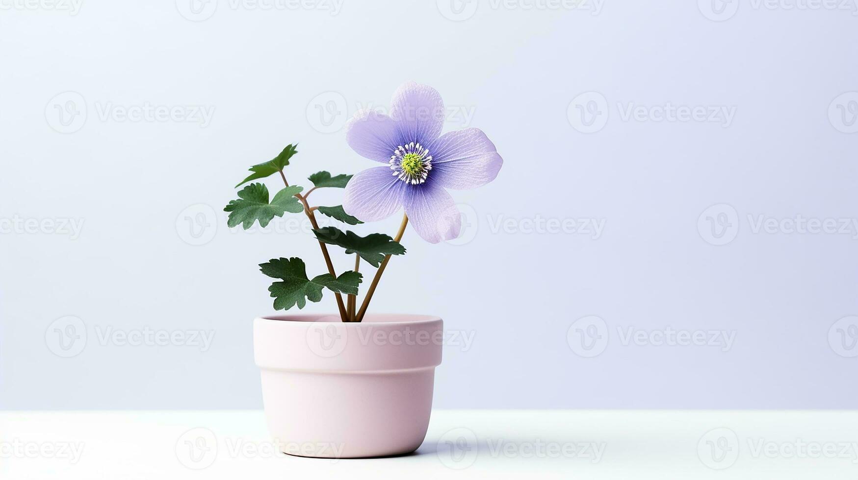 Photo of Windflower in pot isolated on white background. Generative AI