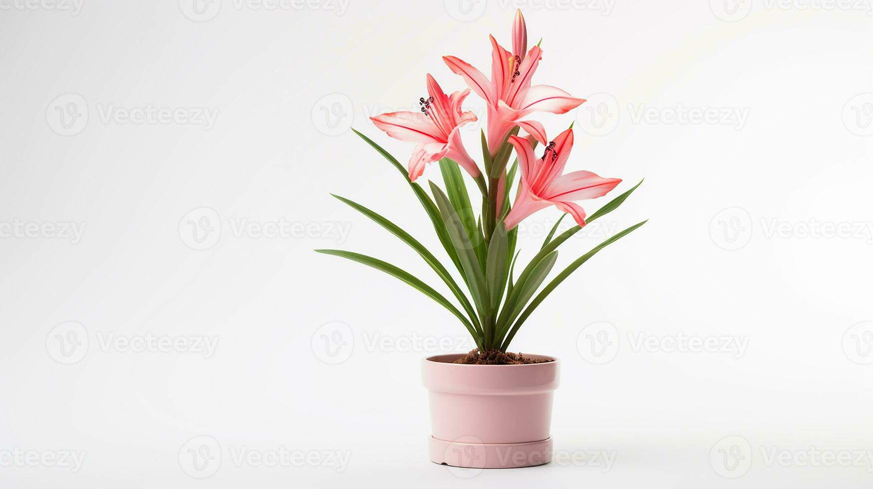 Photo of Watsonia flower in pot isolated on white background. Generative AI 27199867 Stock Photo