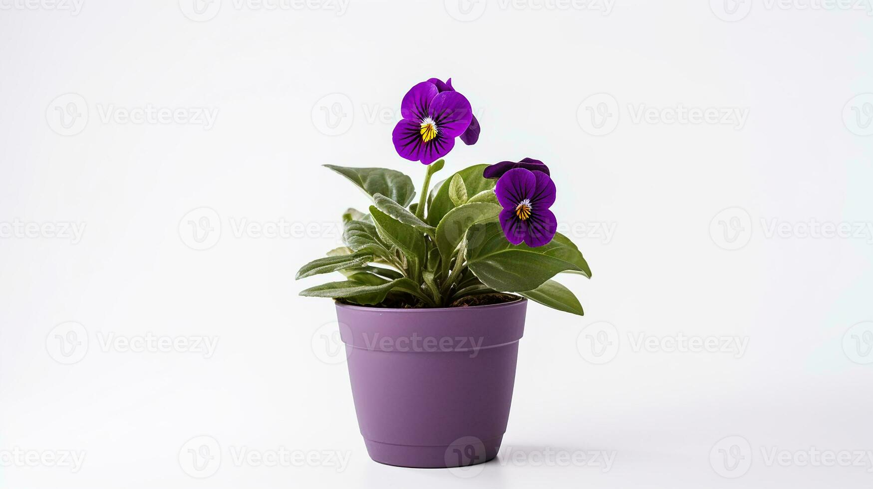 Photo of Violet flower in pot isolated on white background. Generative AI