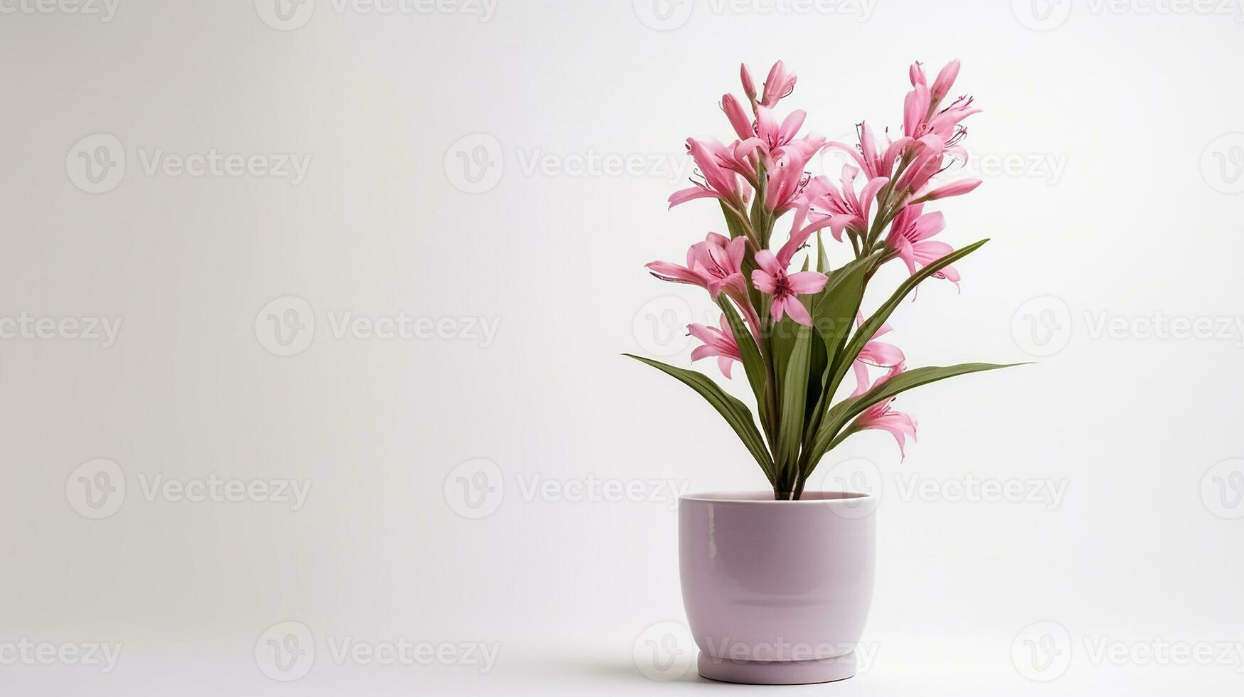 Photo of Watsonia flower in pot isolated on white background. Generative AI 27199899 Stock Photo
