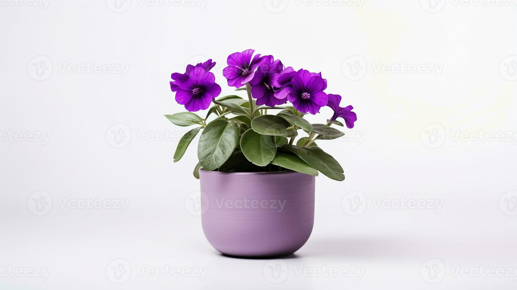 Photo of Violet flower in pot isolated on white background. Generative AI