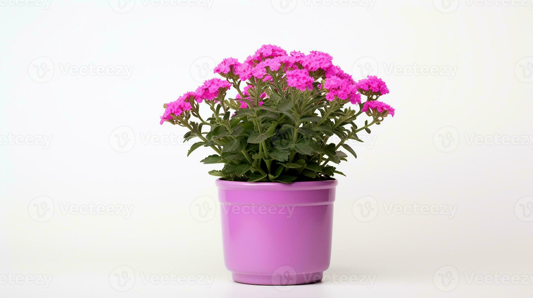 Photo of Verbena flower in pot isolated on white background. Generative AI