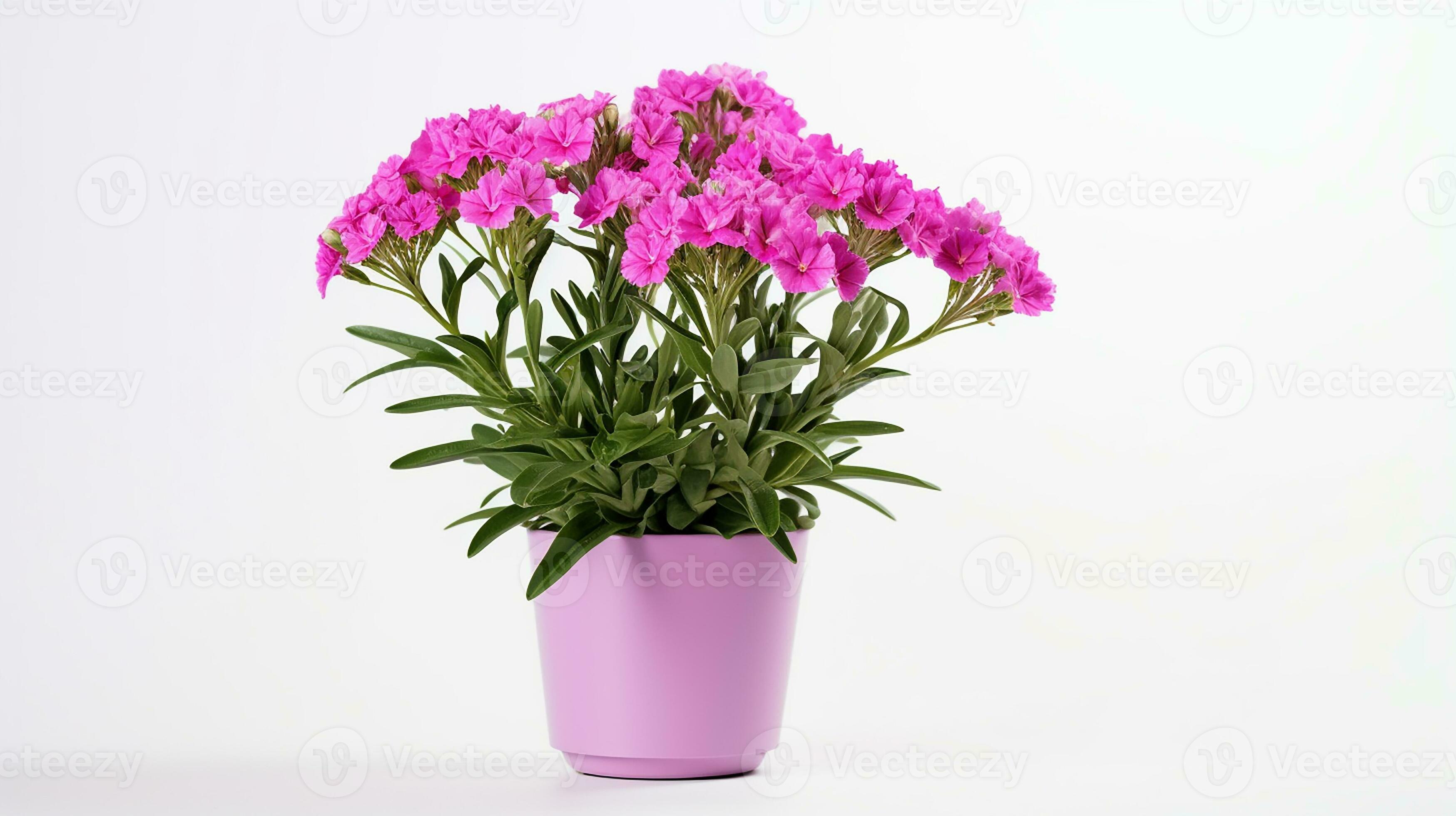 Photo of Sweet William flower in pot isolated on white background