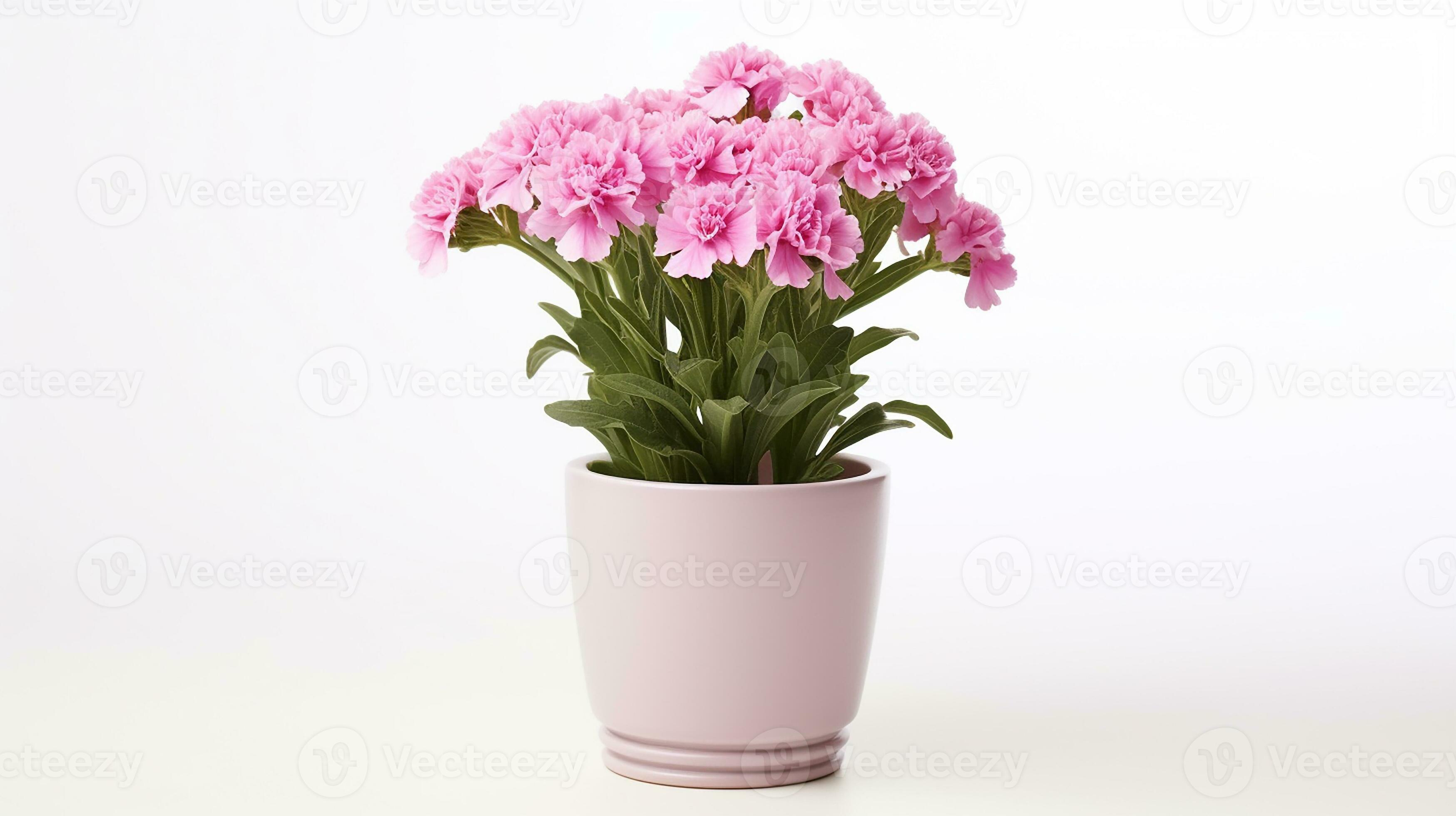 Photo of Sweet William flower in pot isolated on white background
