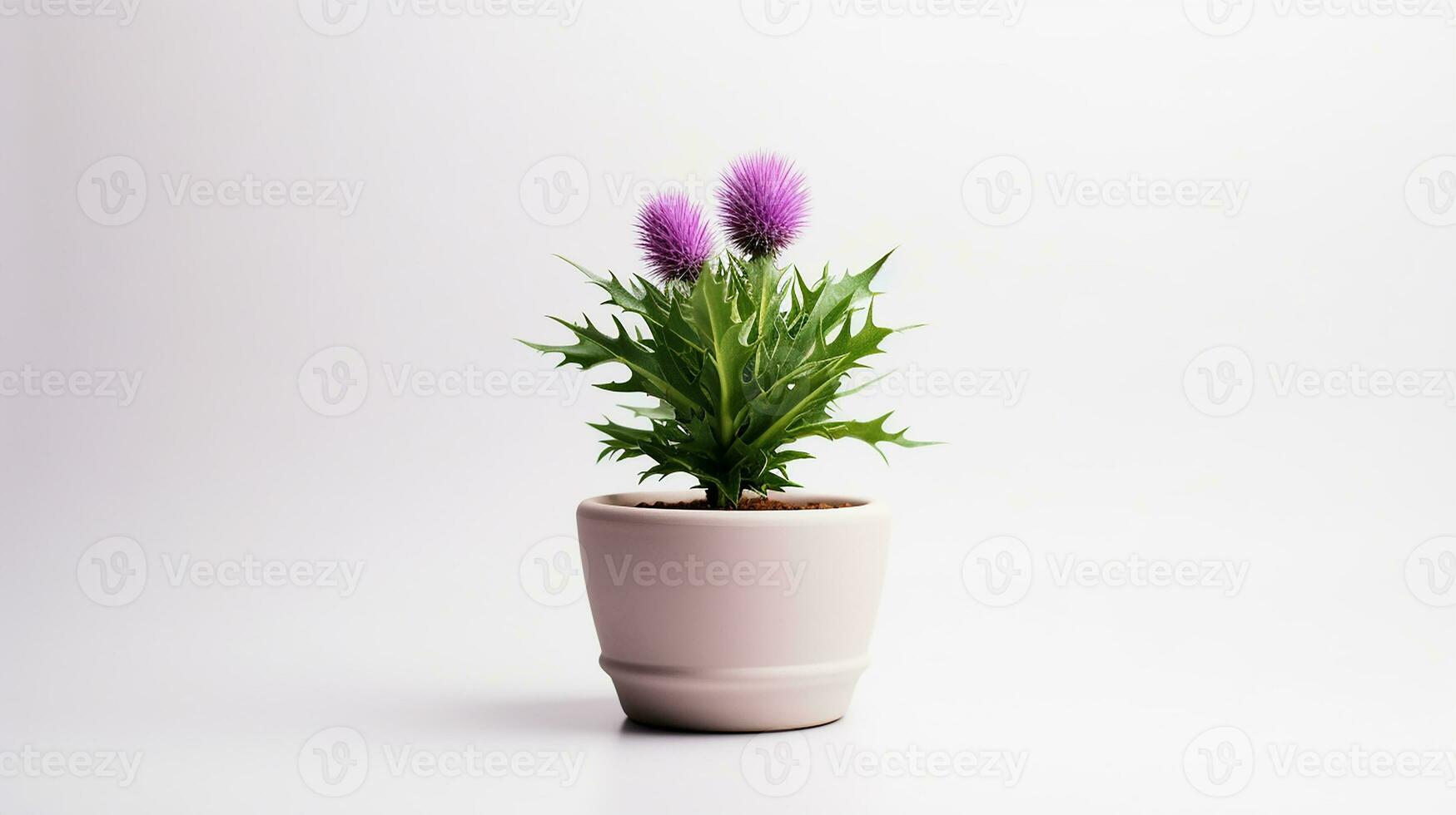 Photo of Thistle flower in pot isolated on white background. Generative AI