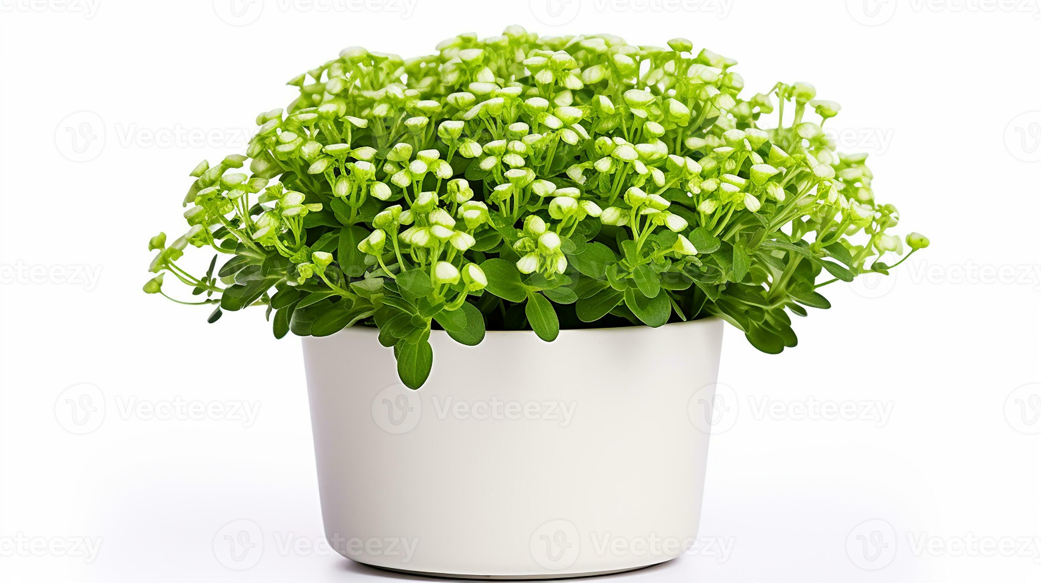 Photo of Sweet Alyssum flower in pot isolated on white background. Generative AI 27200123 Stock