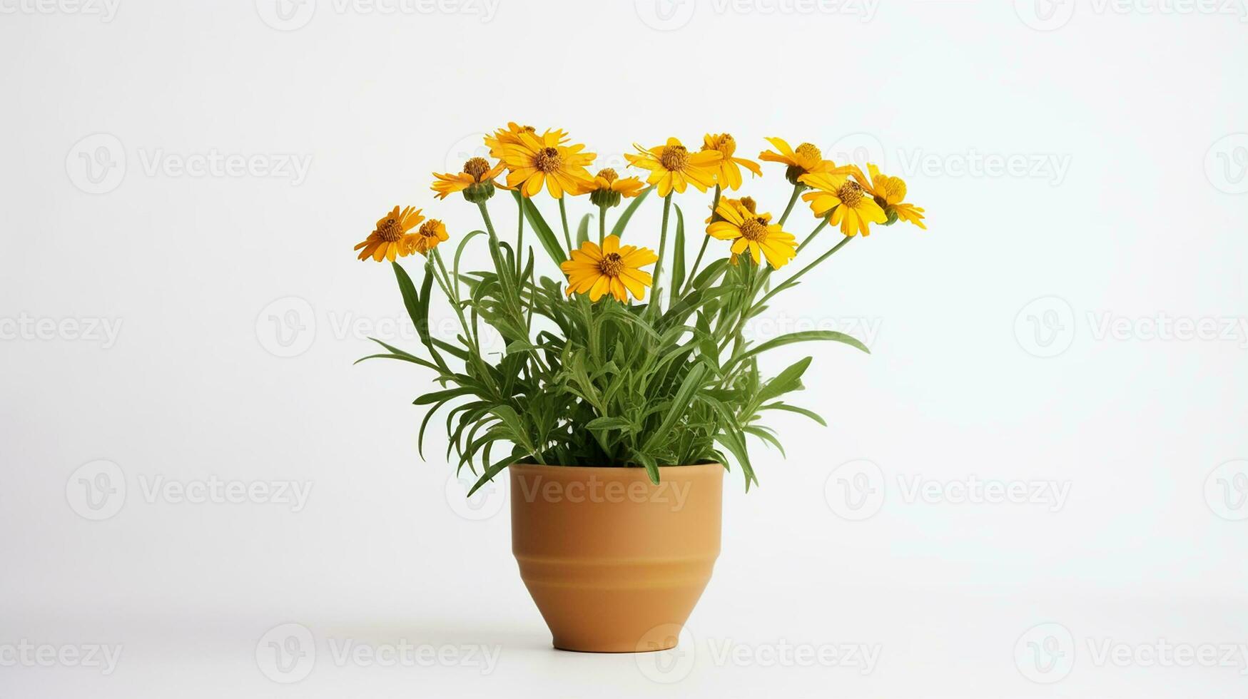 Photo of Sneezeweed flower in pot isolated on white background. Generative AI