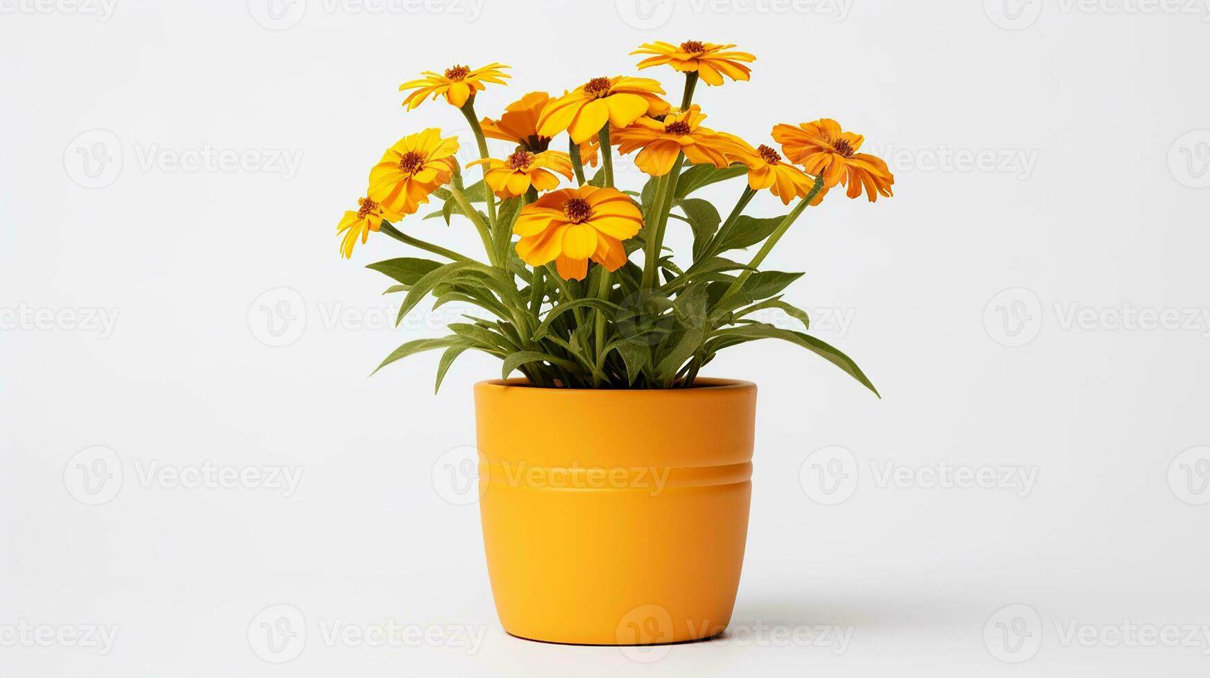 Photo of Sneezeweed flower in pot isolated on white background. Generative AI