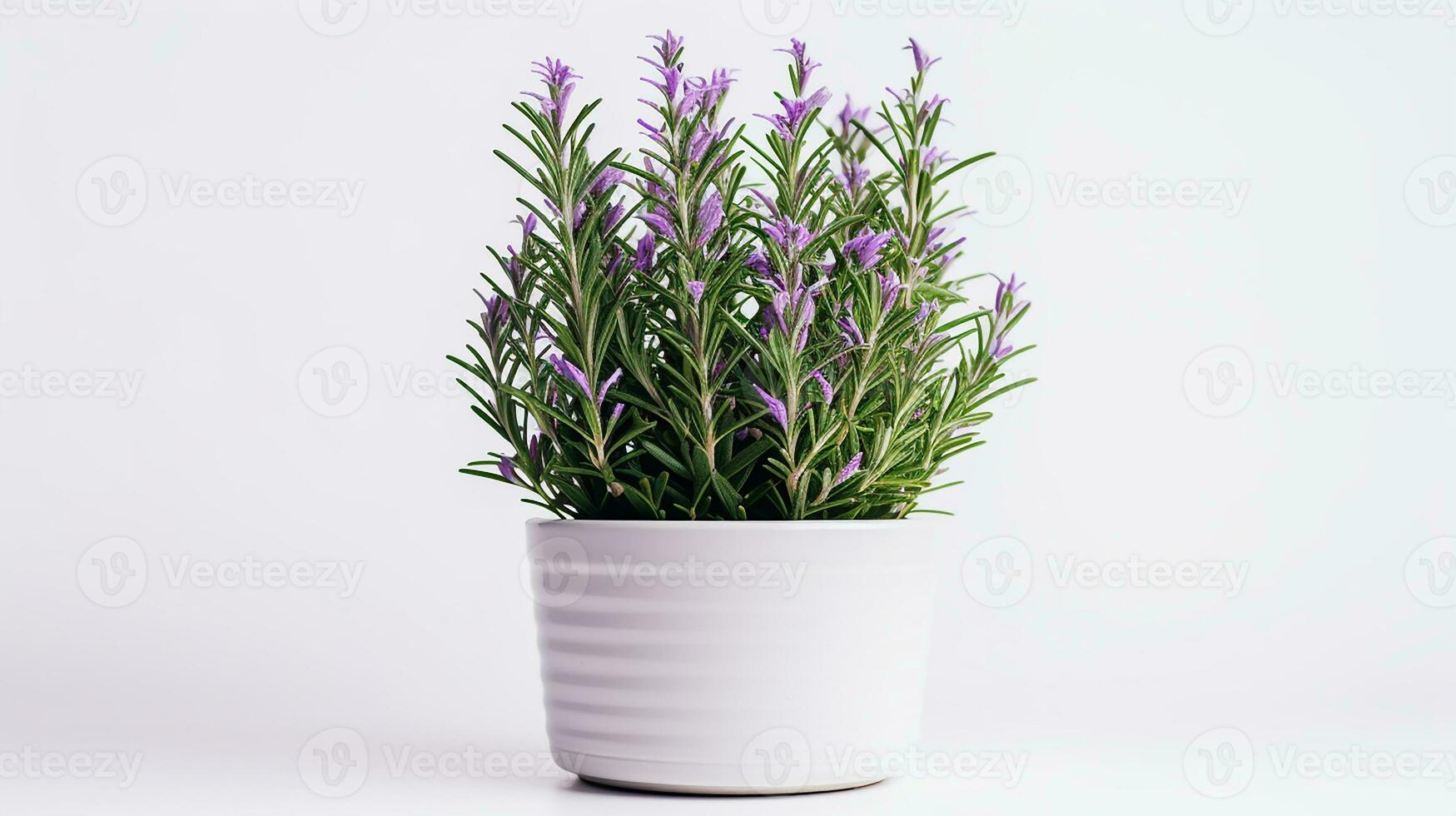 Photo of Rosemary flower in pot isolated on white background. Generative AI