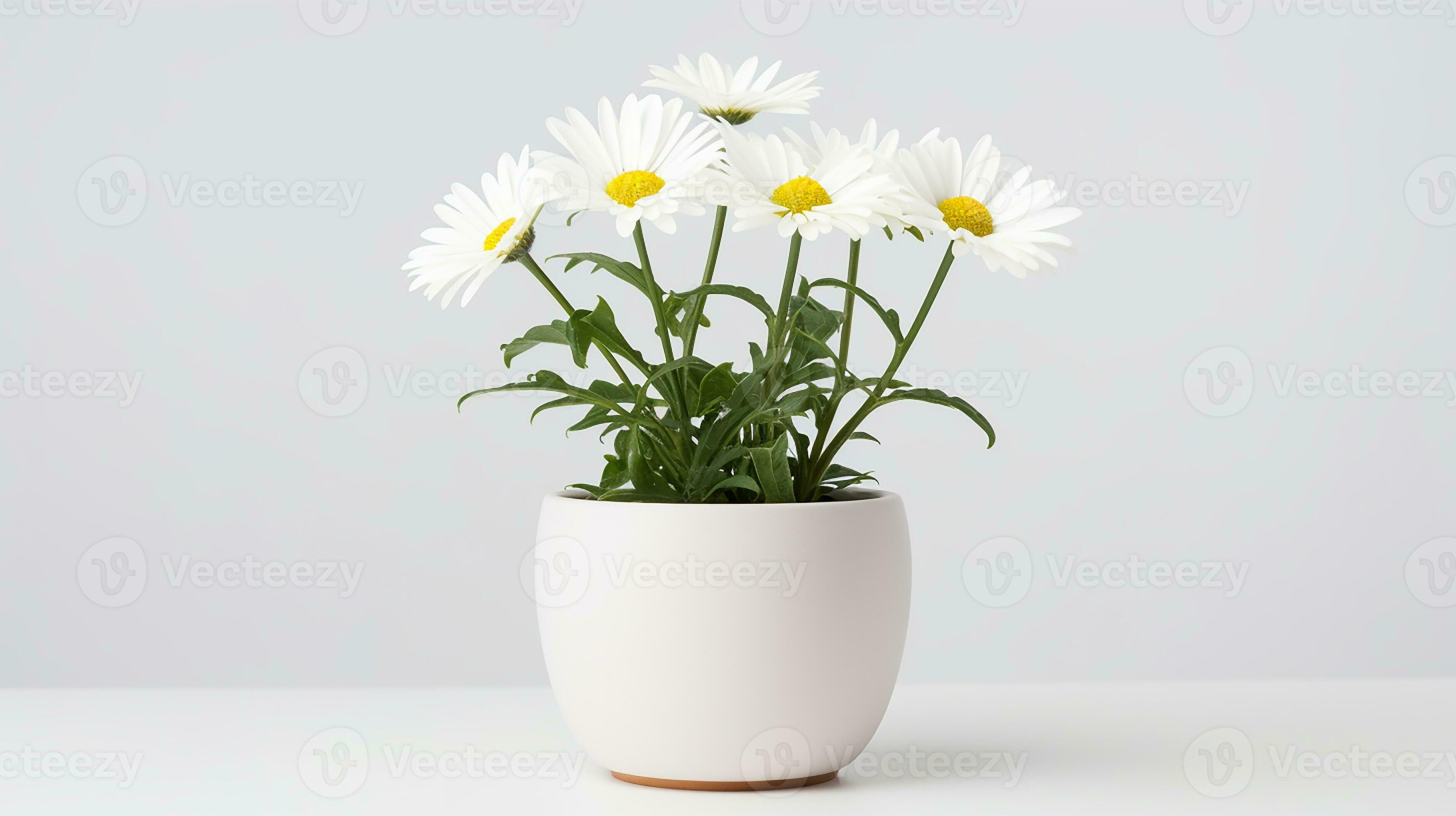 Photo of Shasta Daisy flower in pot isolated on white background