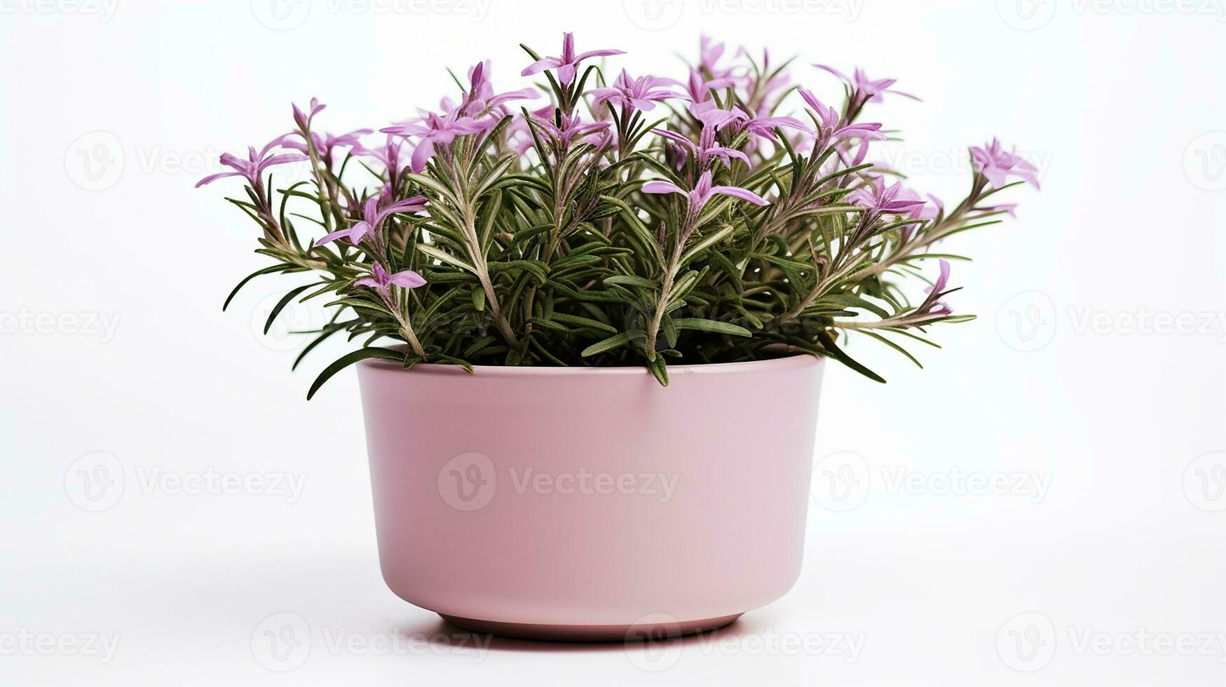 Photo of Rosemary flower in pot isolated on white background. Generative AI